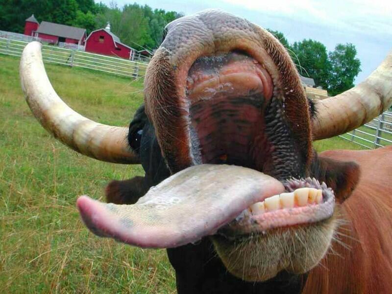 Lo bò trắng răng là gì