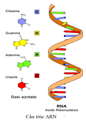 Loại ARN nào có chức năng vận chuyển axit amin tới nơi tổng hợp protein?