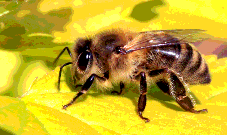 [CHUẨN NHẤT] Loài ong có bao nhiêu mắt?