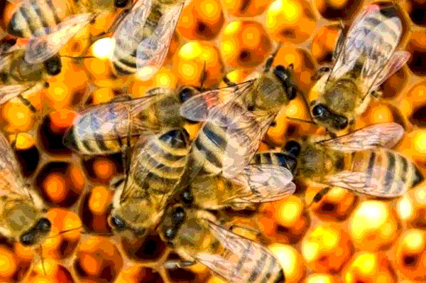 [CHUẨN NHẤT] Loài ong có bao nhiêu mắt? (ảnh 2)
