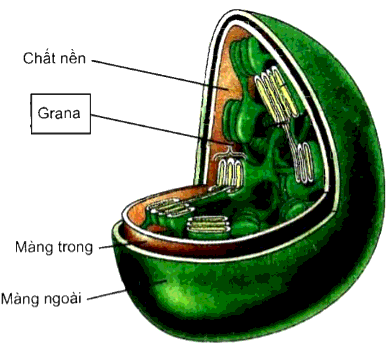 Lục lạp có nhiều trong tế bào nào của lá 