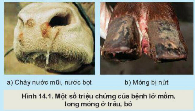 Lý thuyết Công nghệ 11 Kết nối tri thức Bài 14: Một số bệnh phổ biến ở trâu, bò và biện pháp phòng, trị