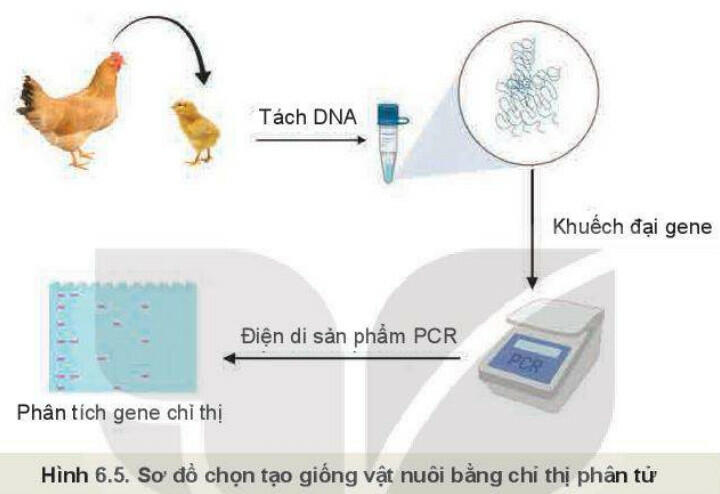 Lý thuyết Công nghệ 11 Kết nối tri thức Bài 6: Ứng dụng công nghệ sinh học trong chọn và nhân giống vật nuôi