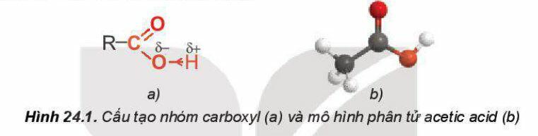 Lý thuyết Hóa 11 Kết nối tri thức Bài 24: Carboxylic Acid (ảnh 3)