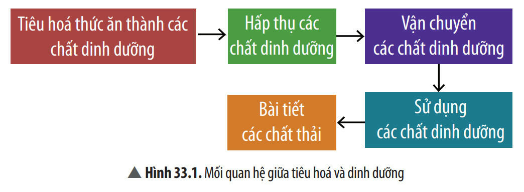 Lý thuyết Khoa học tự nhiên 8 Chân trời sáng tạo Bài 33: Dinh dưỡng và an toàn vệ sinh thực phẩm