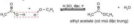 Lý thuyết Hóa học 11 Chân trời sáng tạo Bài 19: Carboxylic Acid