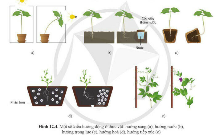 Lý thuyết Sinh học 11 Cánh Diều Bài 12: Cảm ứng ở thực vật 