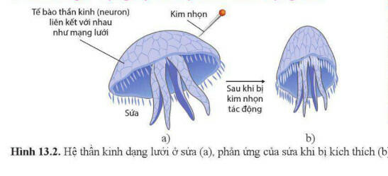 Lý thuyết Sinh học 11 Cánh Diều Bài 13: Cảm ứng ở động vật