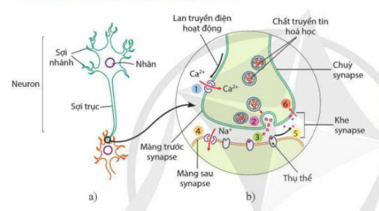 Lý thuyết Sinh học 11 Cánh Diều Bài 13: Cảm ứng ở động vật