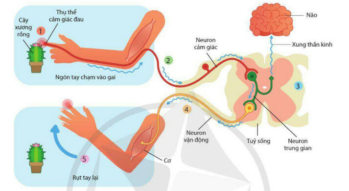 Lý thuyết Sinh học 11 Cánh Diều Bài 13: Cảm ứng ở động vật