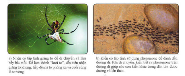 Lý thuyết Sinh học 11 Cánh Diều Bài 14: Tập tính ở động vật