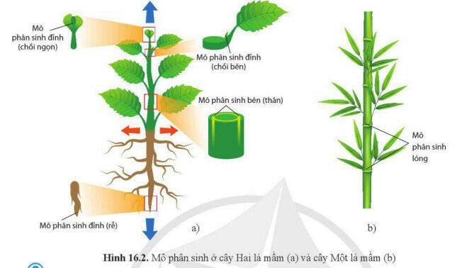 Lý thuyết Sinh học 11 Cánh Diều Bài 16: Sinh trưởng và phát triển ở thực vật