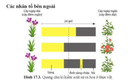 Lý thuyết Sinh học 11 Cánh Diều Bài 17: Các nhân tố ảnh hưởng đến sinh trưởng và phát triển ở thực vật