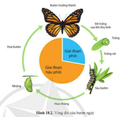 Lý thuyết Sinh học 11 Cánh Diều Bài 18: Sinh trưởng và phát triển ở động vật