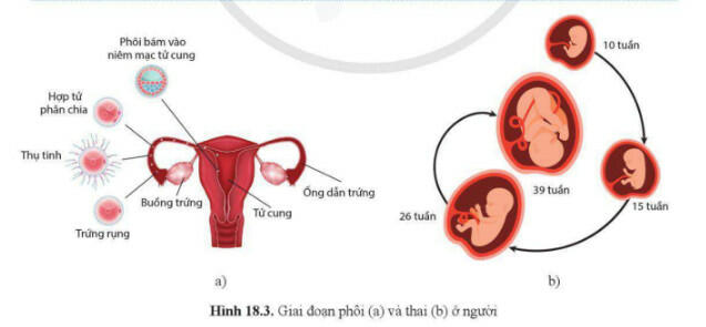 Lý thuyết Sinh học 11 Cánh Diều Bài 18: Sinh trưởng và phát triển ở động vật