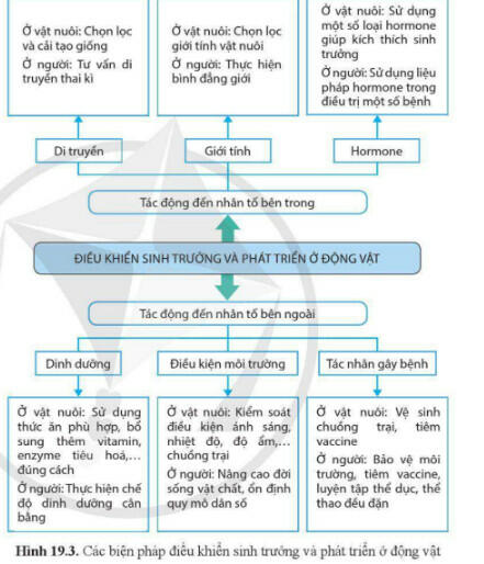 Lý thuyết Sinh học 11 Cánh Diều Bài 19: Các nhân tố ảnh hưởng đến sinh trưởng và phát triển ở động vật