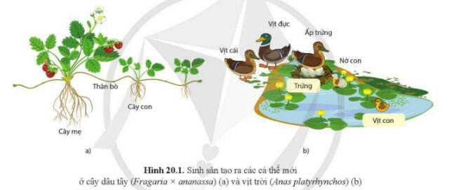 Lý thuyết Sinh học 11 Cánh Diều Bài 20: Khái quát về sinh sản ở sinh vật