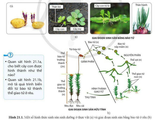Lý thuyết Sinh học 11 Cánh Diều Bài 21: Sinh sản ở thực vật