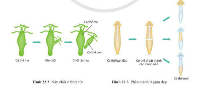 Lý thuyết Sinh học 11 Cánh Diều Bài 22: Sinh sản ở động vật