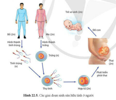 Lý thuyết Sinh học 11 Cánh Diều Bài 22: Sinh sản ở động vật
