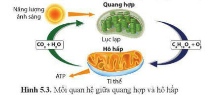 Lý thuyết Sinh học 11 Cánh Diều Bài 5: Hô hấp ở thực vật