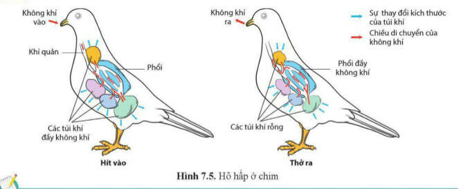 Lý thuyết Sinh học 11 Cánh Diều Bài 7: Hô hấp ở động vật