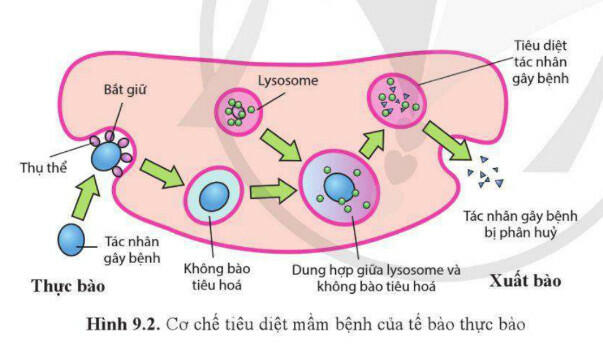 Lý thuyết Sinh học 11 Cánh Diều Bài 9: Miễn dịch ở người và động vật