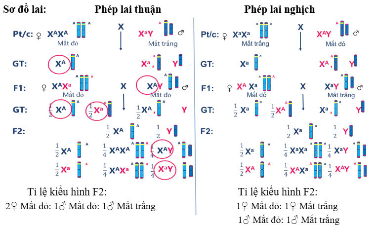 Lý thuyết Sinh 12 bài 10 | Áp dụng 3 bộ sách KNTT, CD, CTST