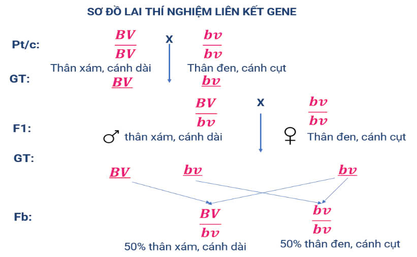Lý thuyết Sinh 12 bài 11 | Áp dụng 3 bộ sách KNTT, CD, CTST