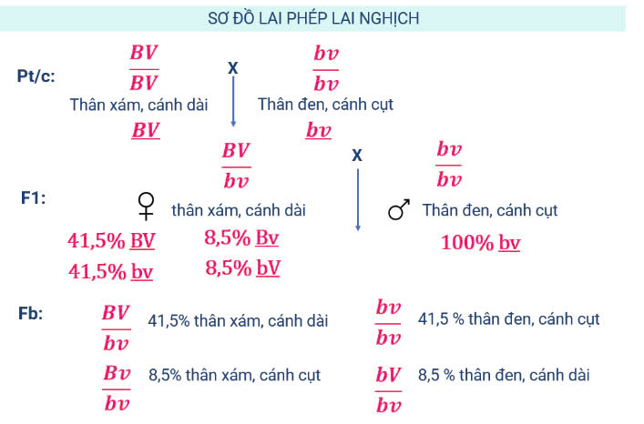 Lý thuyết Sinh 12 bài 11 | Áp dụng 3 bộ sách KNTT, CD, CTST