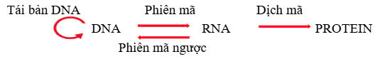 Lý thuyết Sinh 12 bài 2 | Áp dụng 3 bộ sách KNTT, CD, CTST
