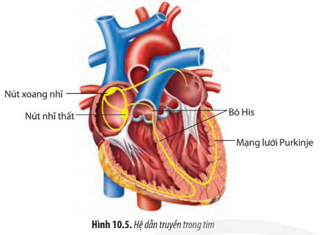 Lý thuyết Sinh học 11 Chân trời sáng tạo Bài 10: Tuần hoàn ở động vật