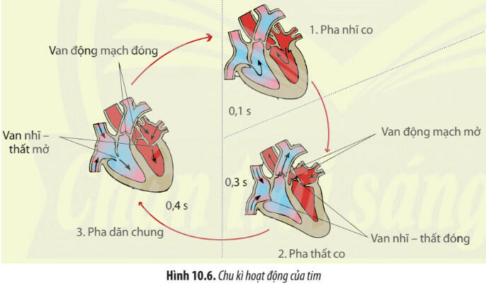 Lý thuyết Sinh học 11 Chân trời sáng tạo Bài 10: Tuần hoàn ở động vật