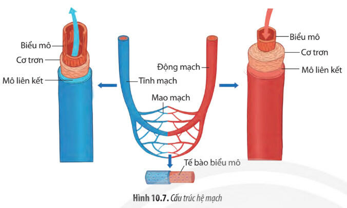 Lý thuyết Sinh học 11 Chân trời sáng tạo Bài 10: Tuần hoàn ở động vật