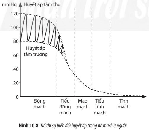 Lý thuyết Sinh học 11 Chân trời sáng tạo Bài 10: Tuần hoàn ở động vật