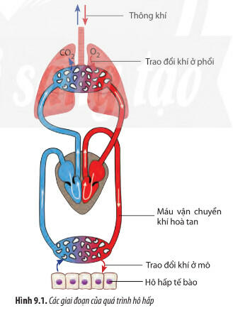 Lý thuyết Sinh học 11 Chân trời sáng tạo Bài 9: Hô hấp ở động vật