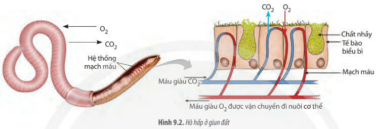 Lý thuyết Sinh học 11 Chân trời sáng tạo Bài 9: Hô hấp ở động vật