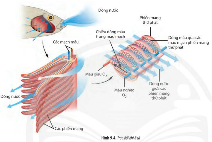 Lý thuyết Sinh học 11 Chân trời sáng tạo Bài 9: Hô hấp ở động vật