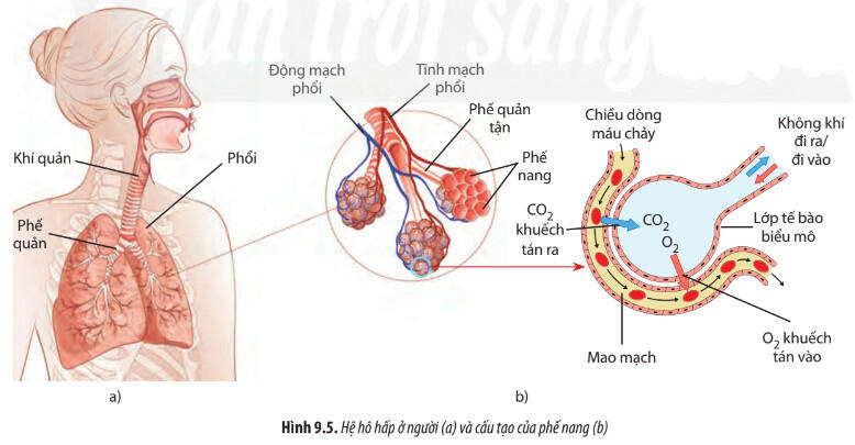 Lý thuyết Sinh học 11 Chân trời sáng tạo Bài 9: Hô hấp ở động vật