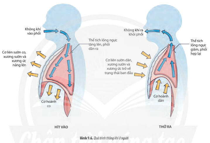 Lý thuyết Sinh học 11 Chân trời sáng tạo Bài 9: Hô hấp ở động vật