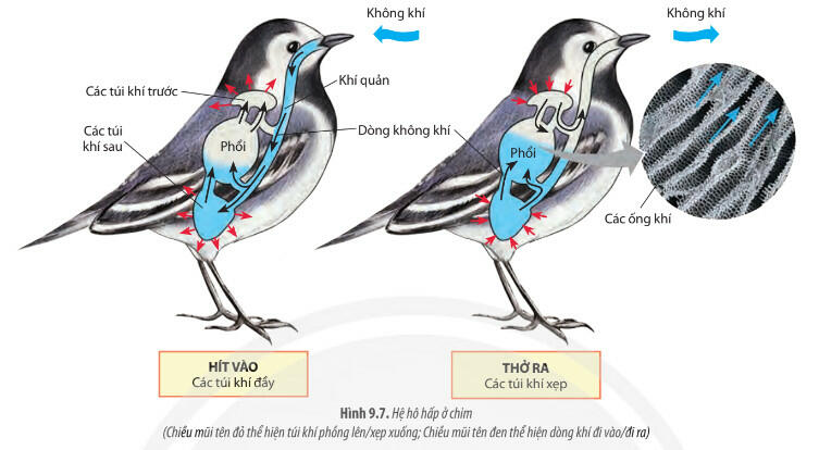 Lý thuyết Sinh học 11 Chân trời sáng tạo Bài 9: Hô hấp ở động vật