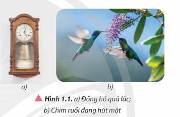 Lý thuyết Vật lí 11 Chân trời sáng tạo Bài 1: Mô tả dao động