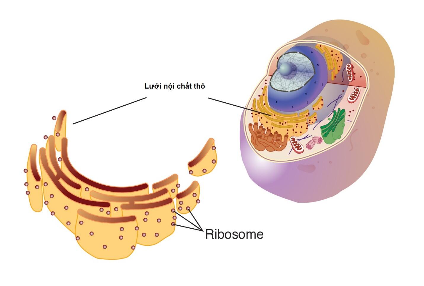 Mô tả cấu trúc của ribosome
