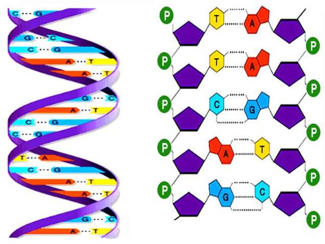 Mô tả cấu trúc không gian của phân tử ADN?
