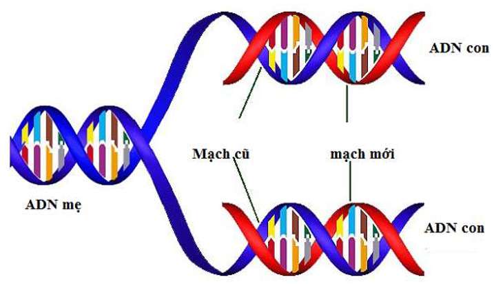 Mô tả cấu trúc không gian của phân tử ADN? (ảnh 2)