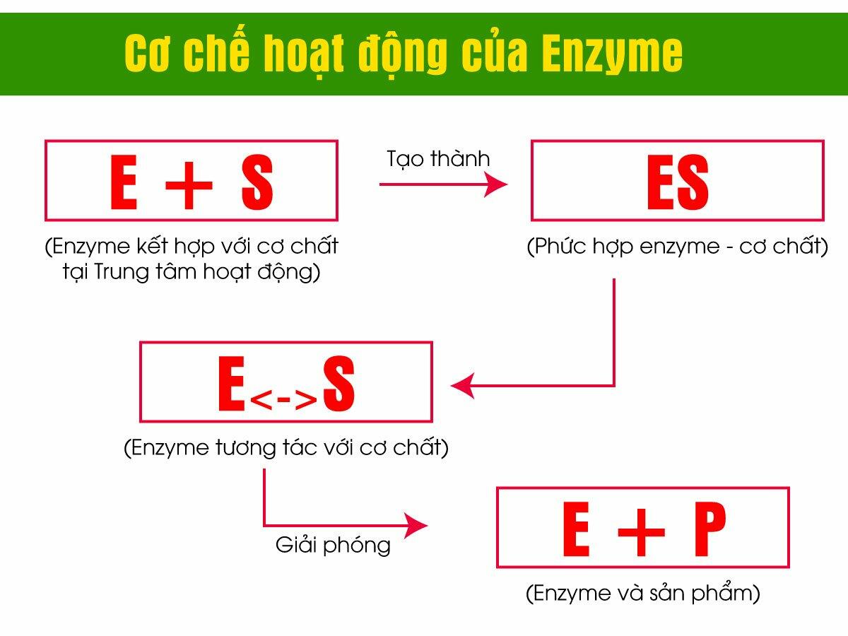 Mô tả nào dưới đây về cơ chế xúc tác của enzyme là đúng?
