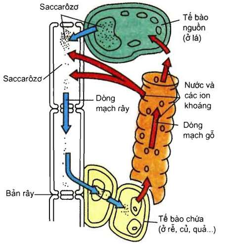 [CHUẨN NHẤT]    Mô tả thí nghiệm chứng minh mạch rây vận chuyển chất hữu cơ (ảnh 5)