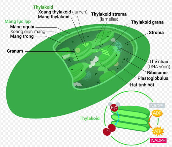 Mối quan hệ giữa cấu tạo và chức năng của ti thể và lục lạp trong tế bào?