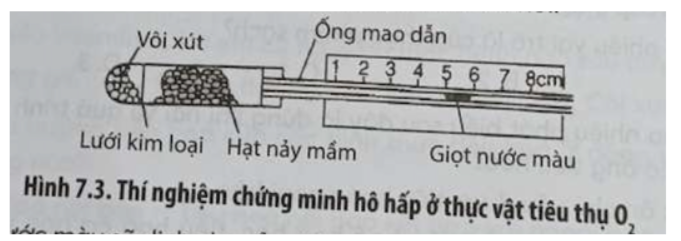 Bài 7.8 trang 25 SBT Sinh học 11: Một bạn học sinh đã thiết kế thí nghiệm chứng minh hô hấp ở thực vật tiêu thụ O2 như Hình 7.3.