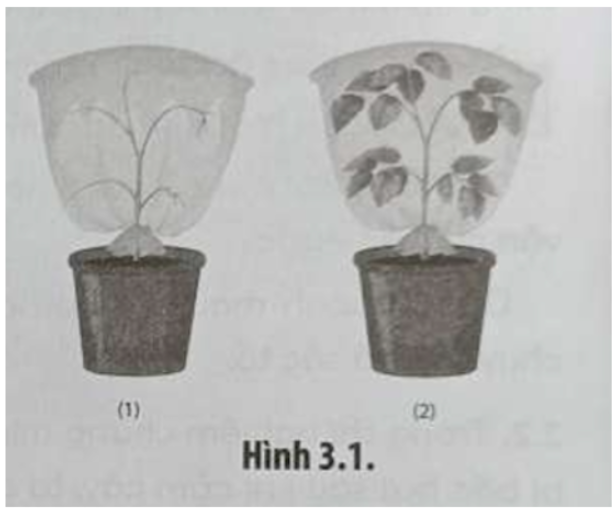 Bài 3.6 trang 12 SBT Sinh học 11: Một bạn học sinh tiến hành thí nghiệm như Hình 3.1, các chậu cây được đặt ngoài sáng trong một giờ